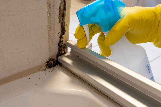 Best Commercial Mold Inspection  in Jasper, TX